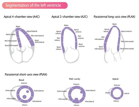 lv segments echo